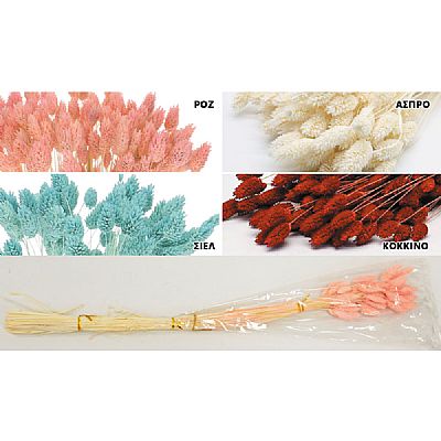 PHALARIS 50ΤΜΧ/ΜΠΟΥΚΕΤΟ