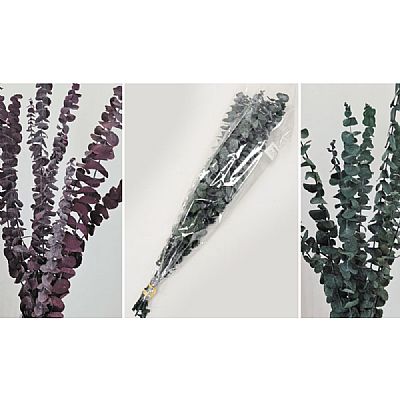 EUCALYPTUS BABY 70cm 0516216
