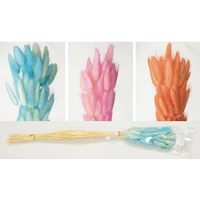 LAGURUS (ΓΑΤΑΚΙ) ΔΙΧΡΩΜΟ 60cm 0516163