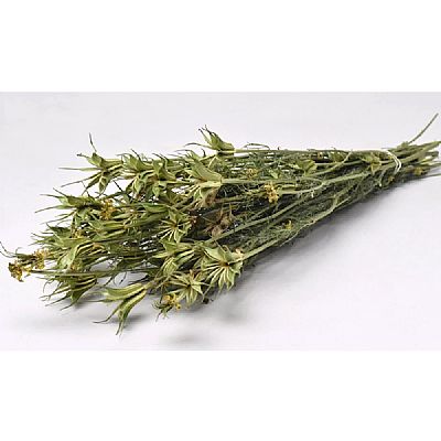 NIGELLA ORIENTALIS 40cm 0960500-ΦΥΣΙΚΟ.