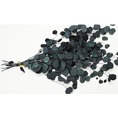  EUCALYPTUS 75cm 0516164